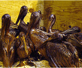 pelicans.gif